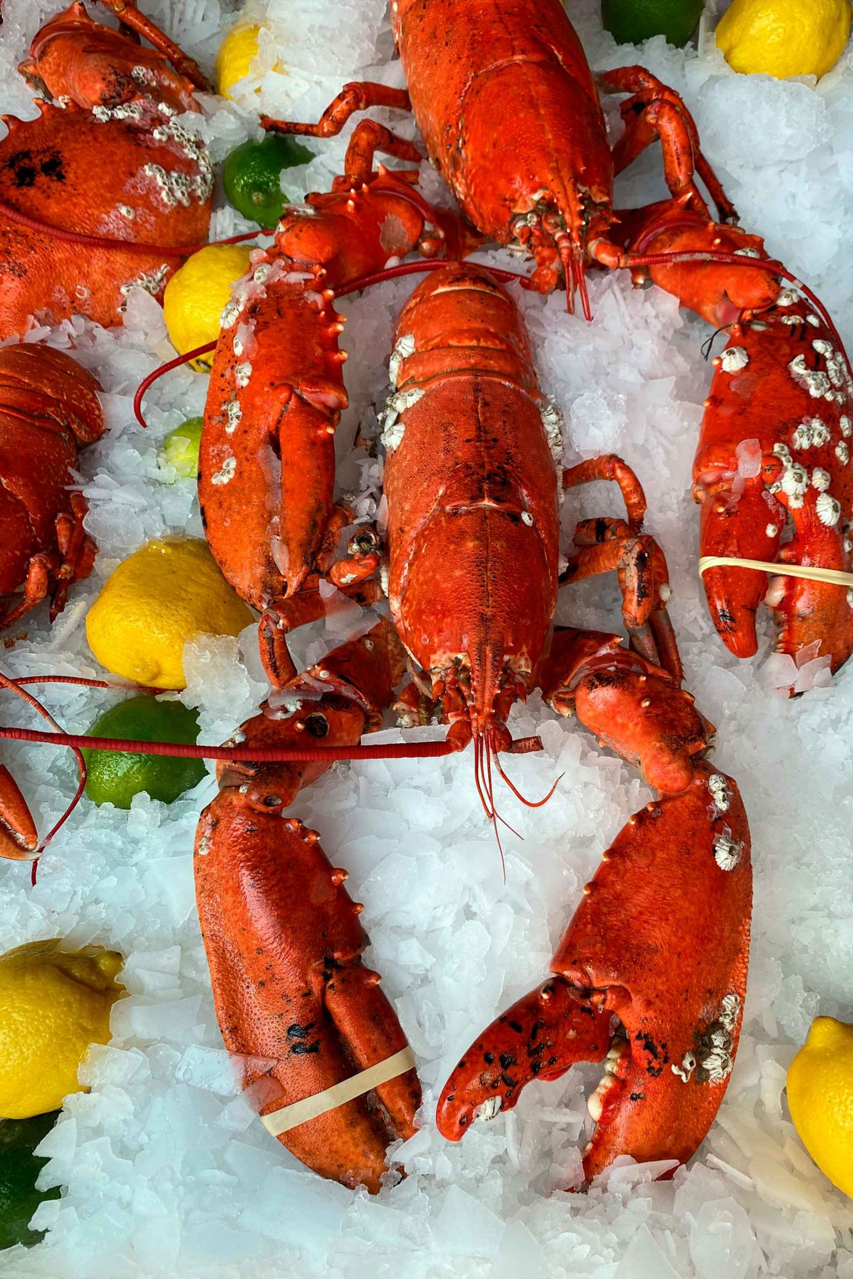 lobster